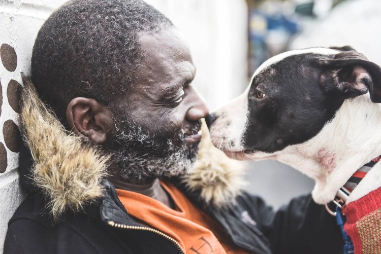 Американская Акита