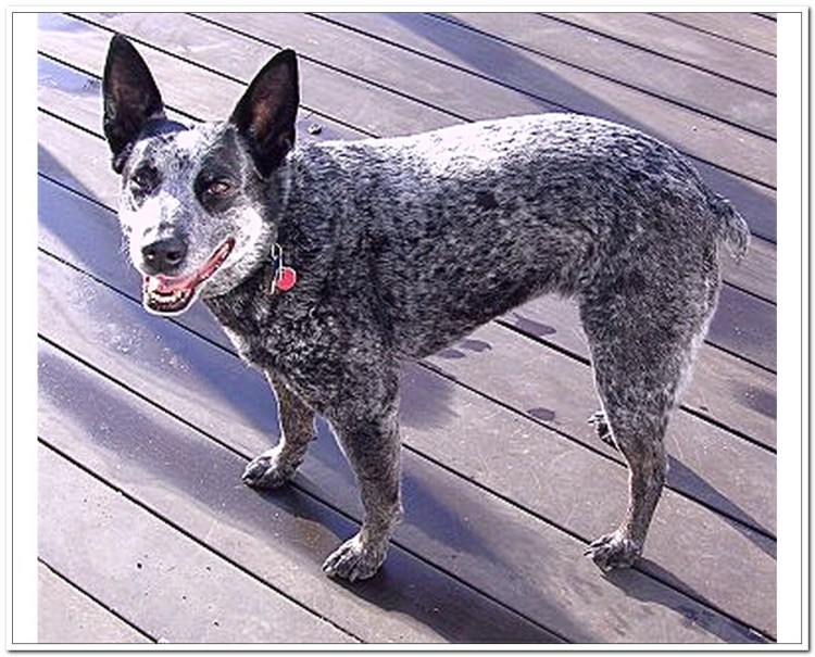 Чунцин порода собак