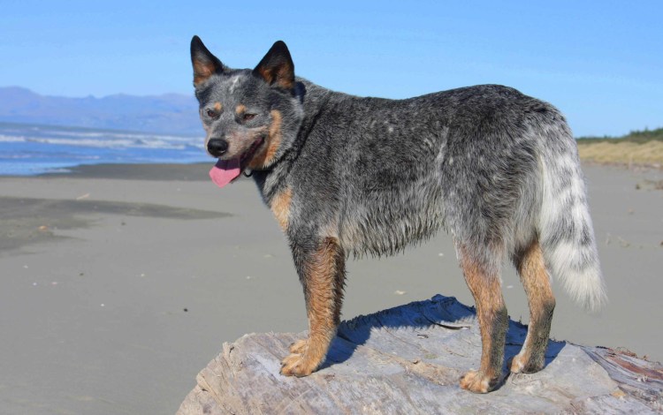 Австралийская пастушья собака Хилер