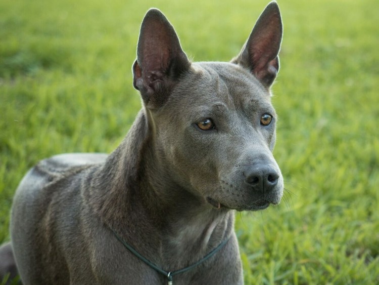 Австралийский кеттл дог австралийский Хилер