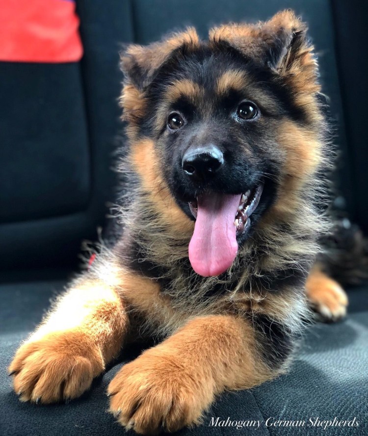 Овчарка немецкаяшенок