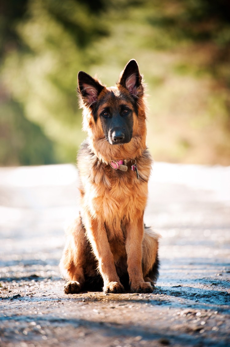 Новозеландская овчарка щенок