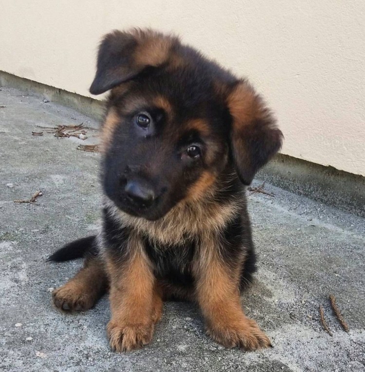 Пушистый щенок немецкой овчарки