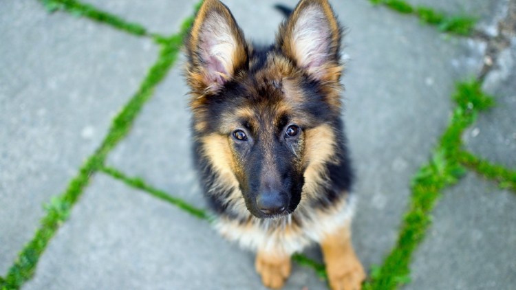 German Shepherd щенок