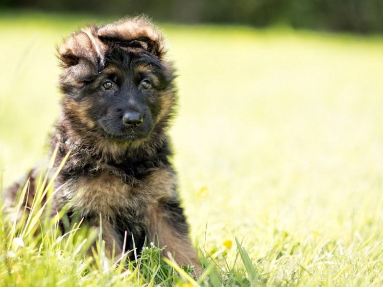 Собака немецкая овчарка щенок