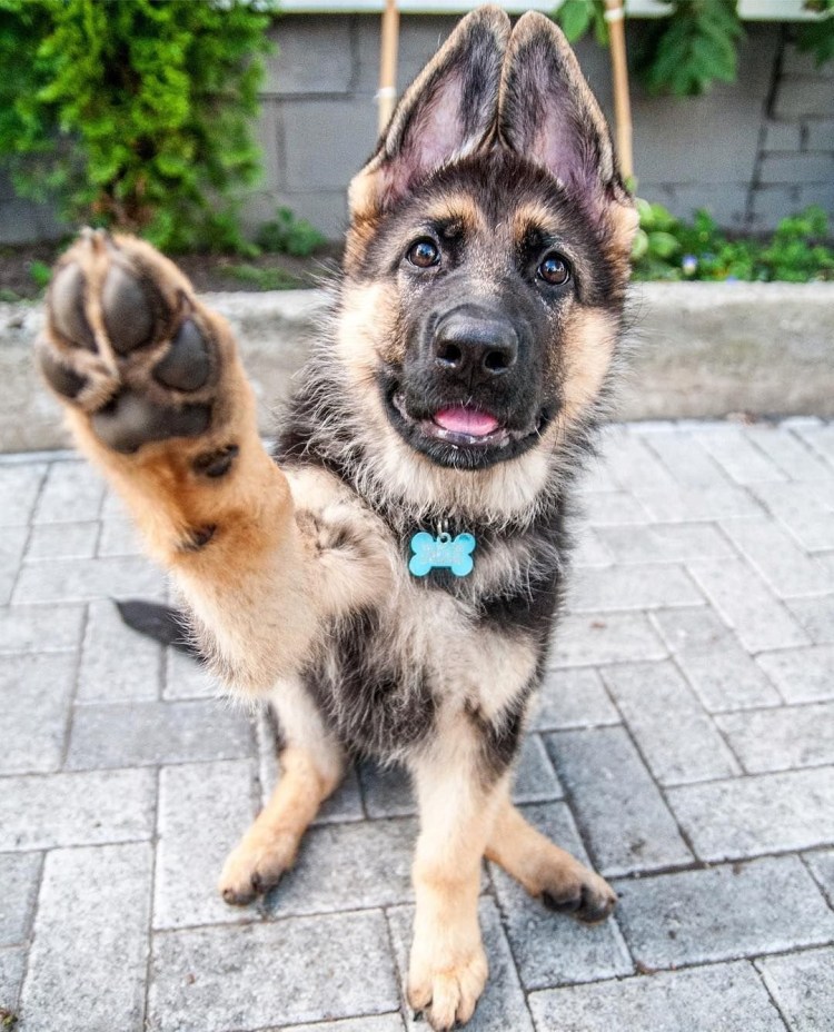 Толстая немецкая овчарка