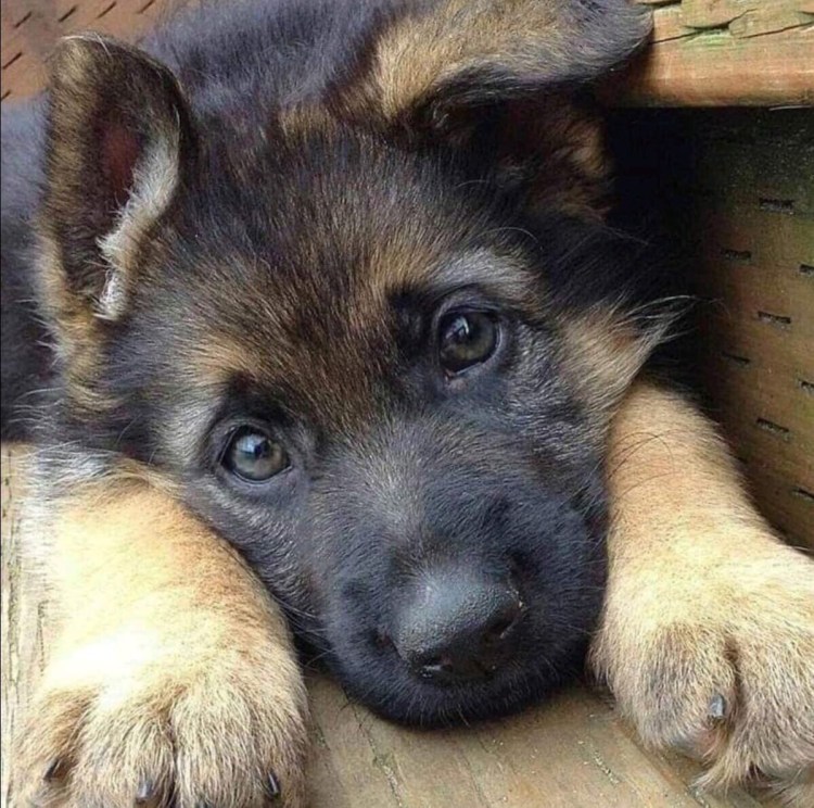 Овчарки щенята щенята немецкой