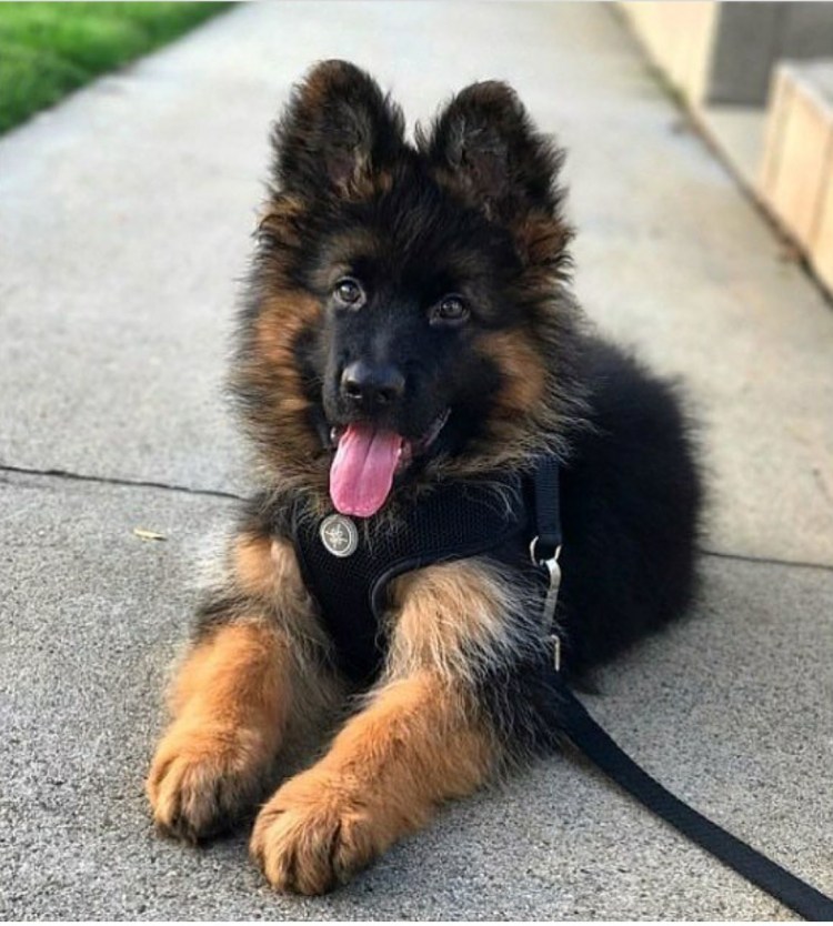 Немецкая овчарка вислоухая