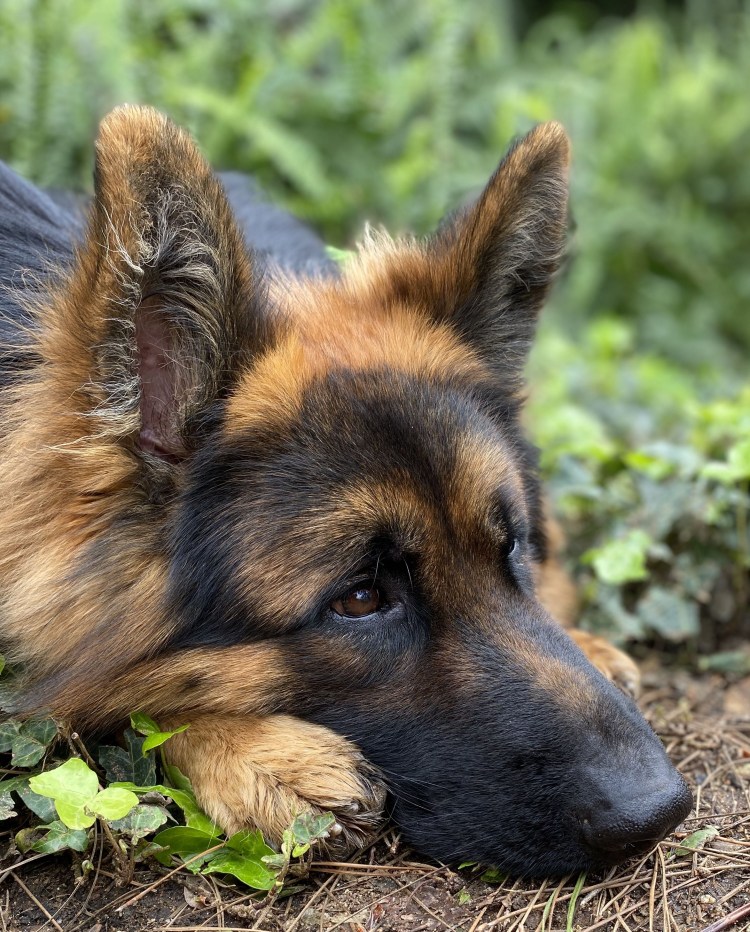 Немецкая овчарка лопоухая