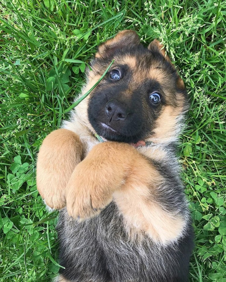 Сабаканемецкая овчарка щенок