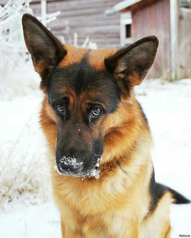 Немецкая овчарка милая