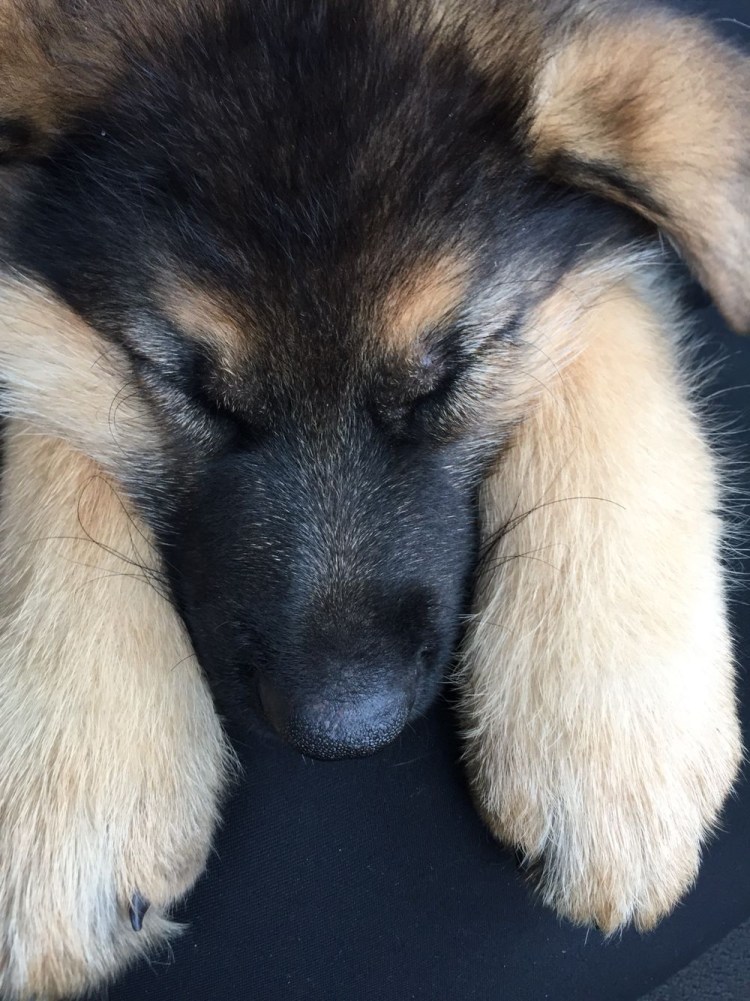 Немецкая овчарка