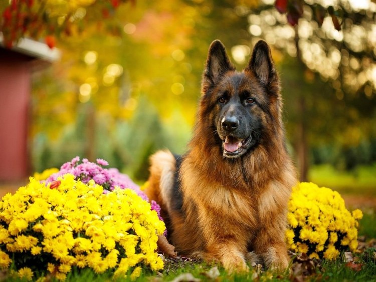 Милые щеночки немецкой овчарки