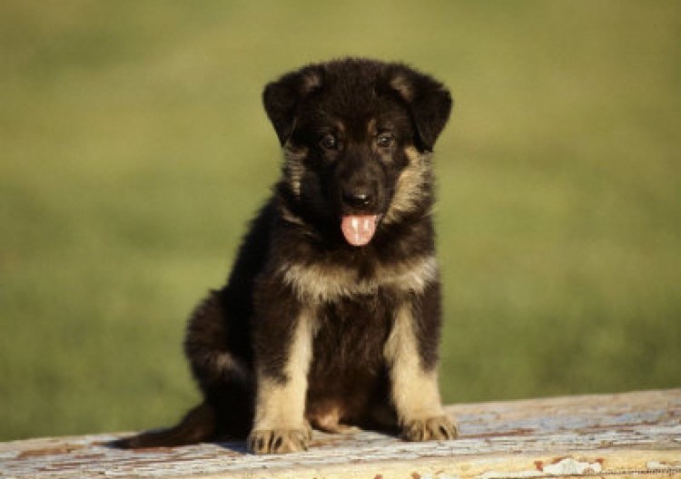 Щенки германской овчарки