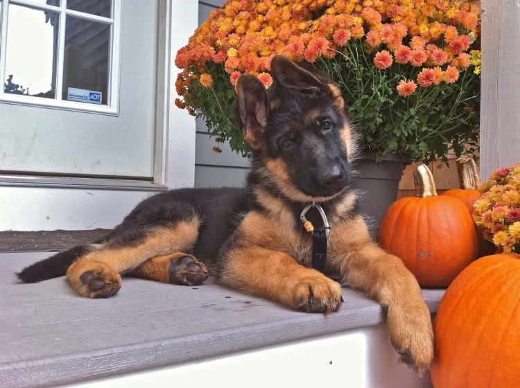 Щеночек немецкой овчарки