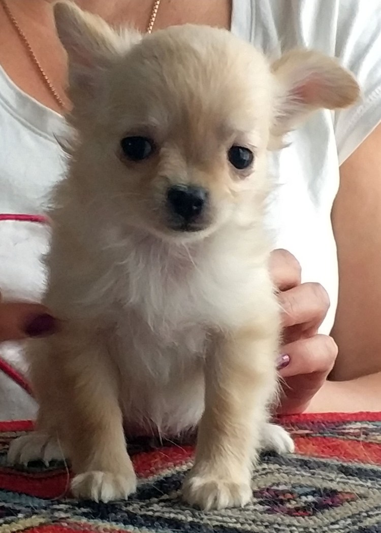 Метис шпица и чихуахуа