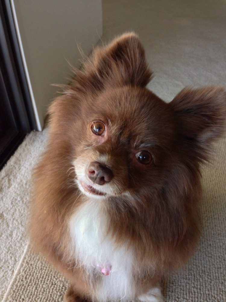 Помесь чихуахуа и шпица что вырастает