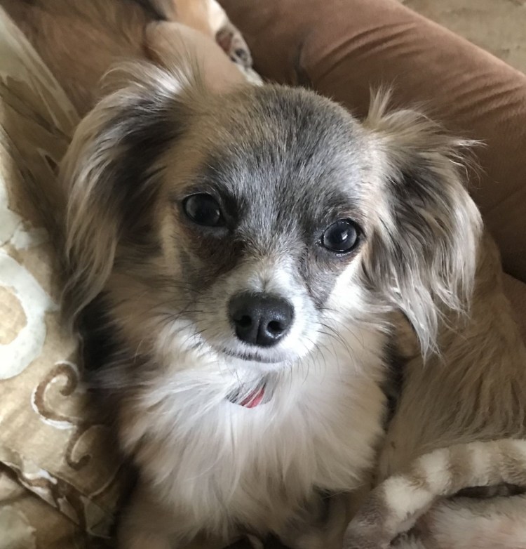 Помесь шпица и чихуахуа