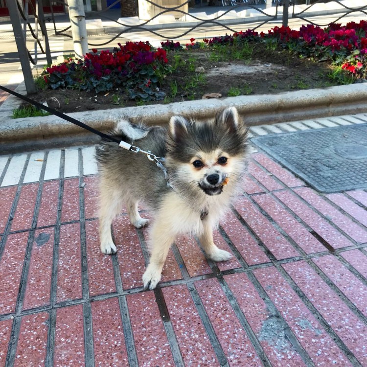 Смесь пекинеса, шпица и чихуахуа