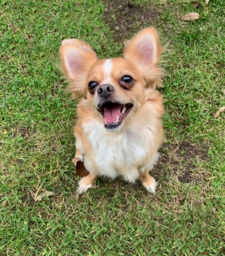 Померанский шпиц гладкошерстный