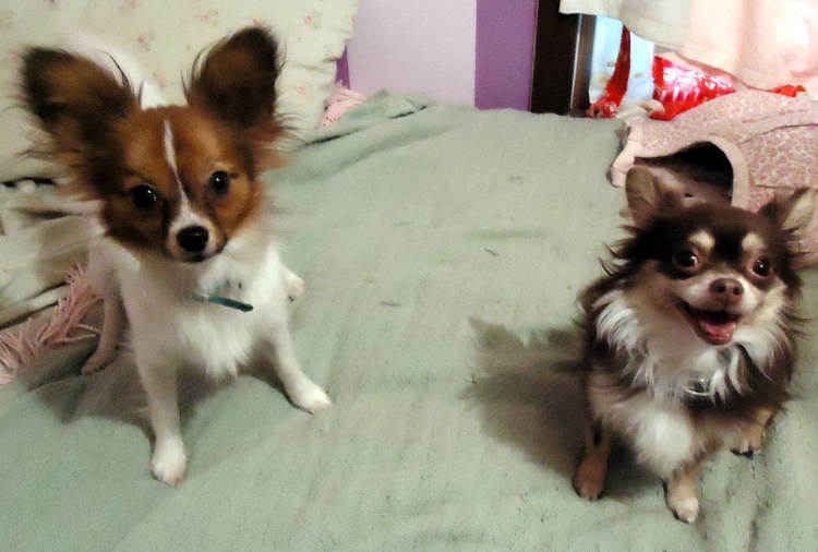 Смесь чихуа и шпица