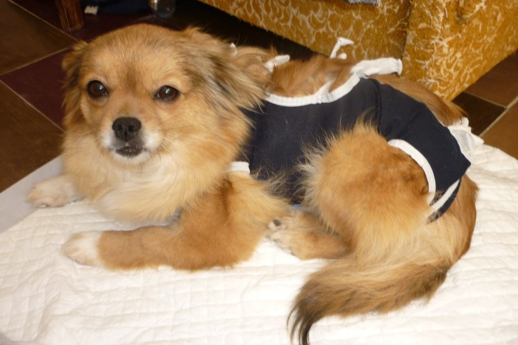 Шпиц и чихуахуа