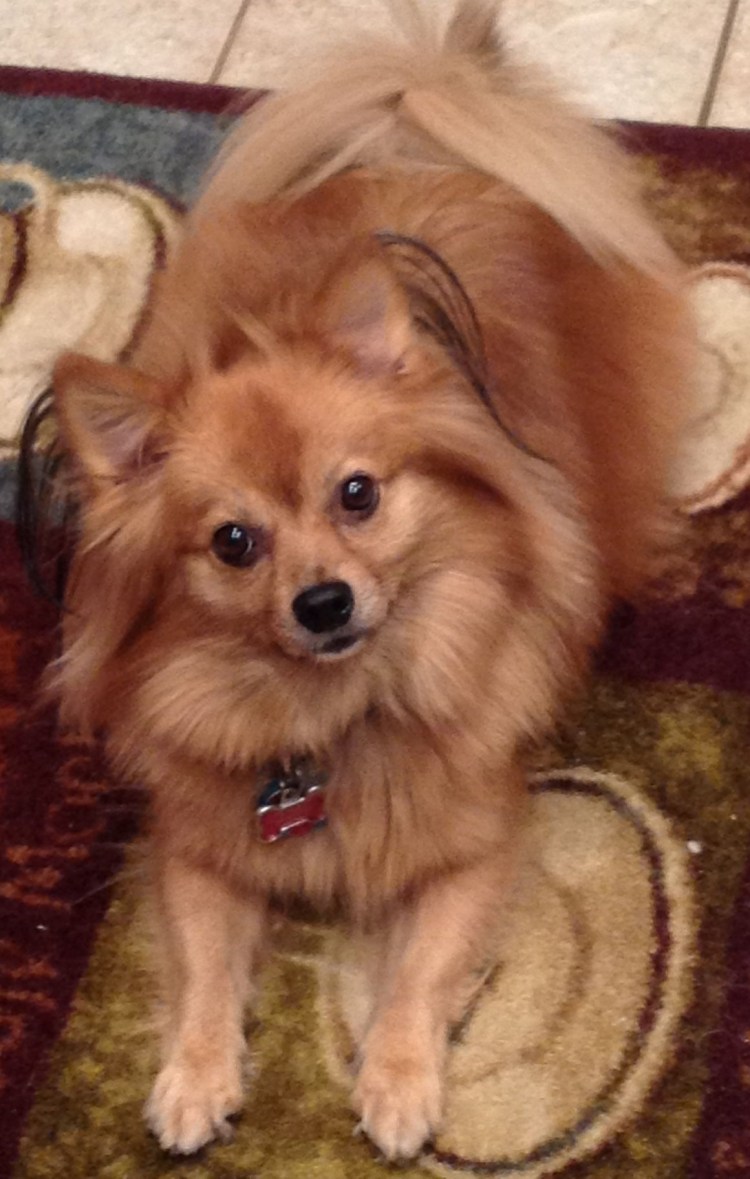 Помесь шпица и Йорка