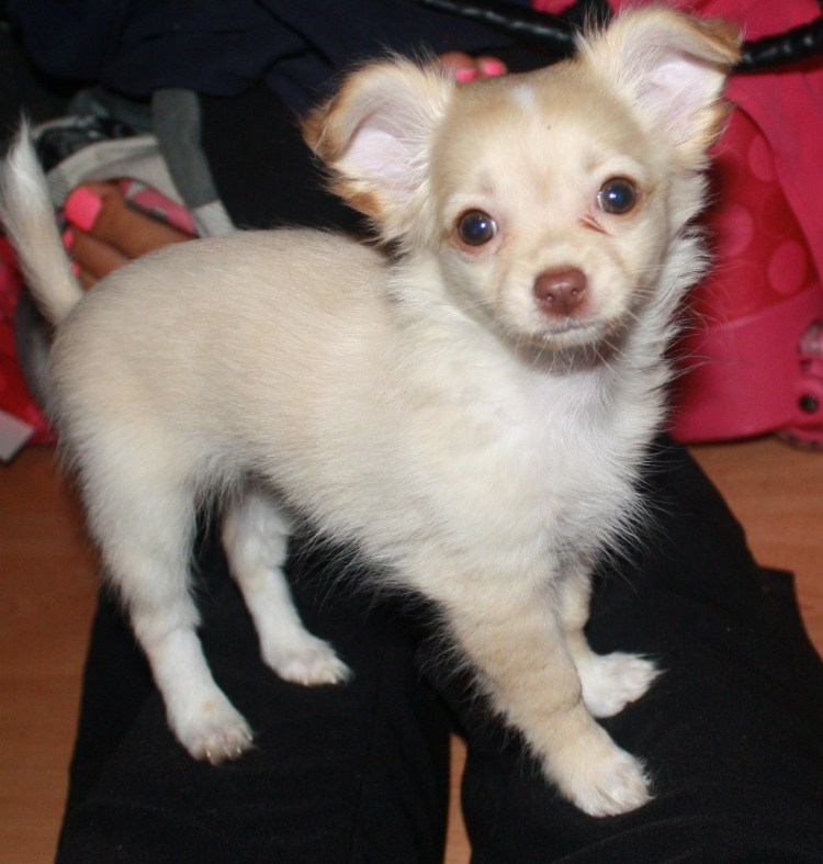 Метис шпица и чихуахуа