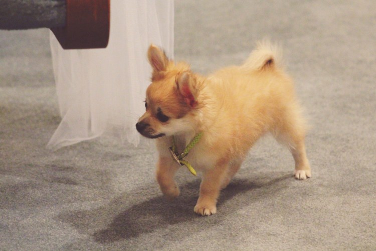 Помесь шпица и чихуахуа