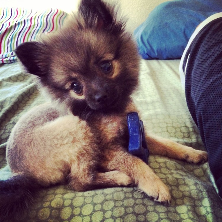 Метис чихуа и шпица