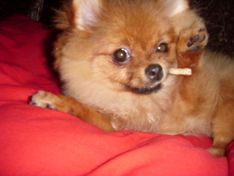 Смесь чихуа и шпица