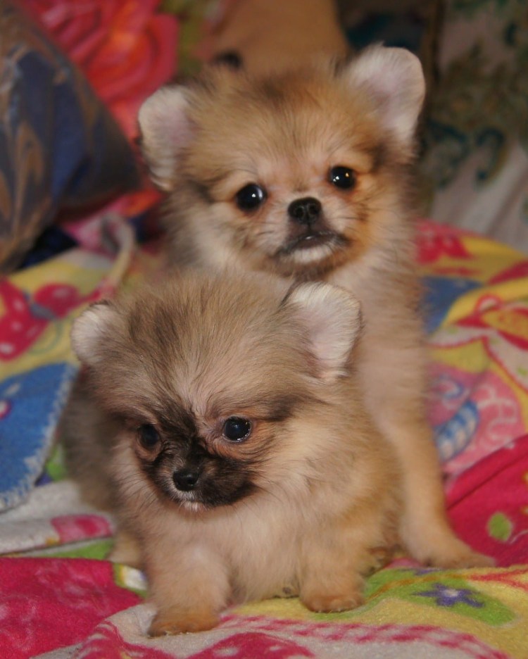 Метис чихуахуа