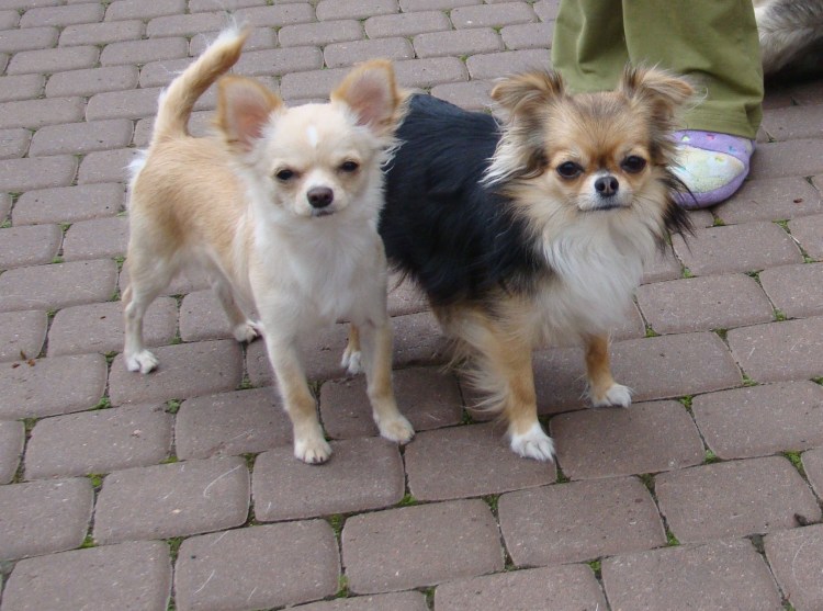 Метис шпиц Папийон