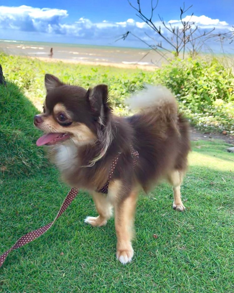 Померанский шпиц и чихуахуа