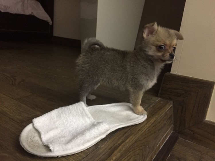 Метис шпица и пекинеса