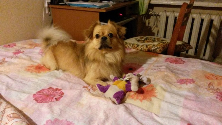 Смесь померанского шпица и чихуахуа