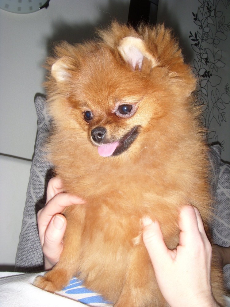 Метис пекинеса