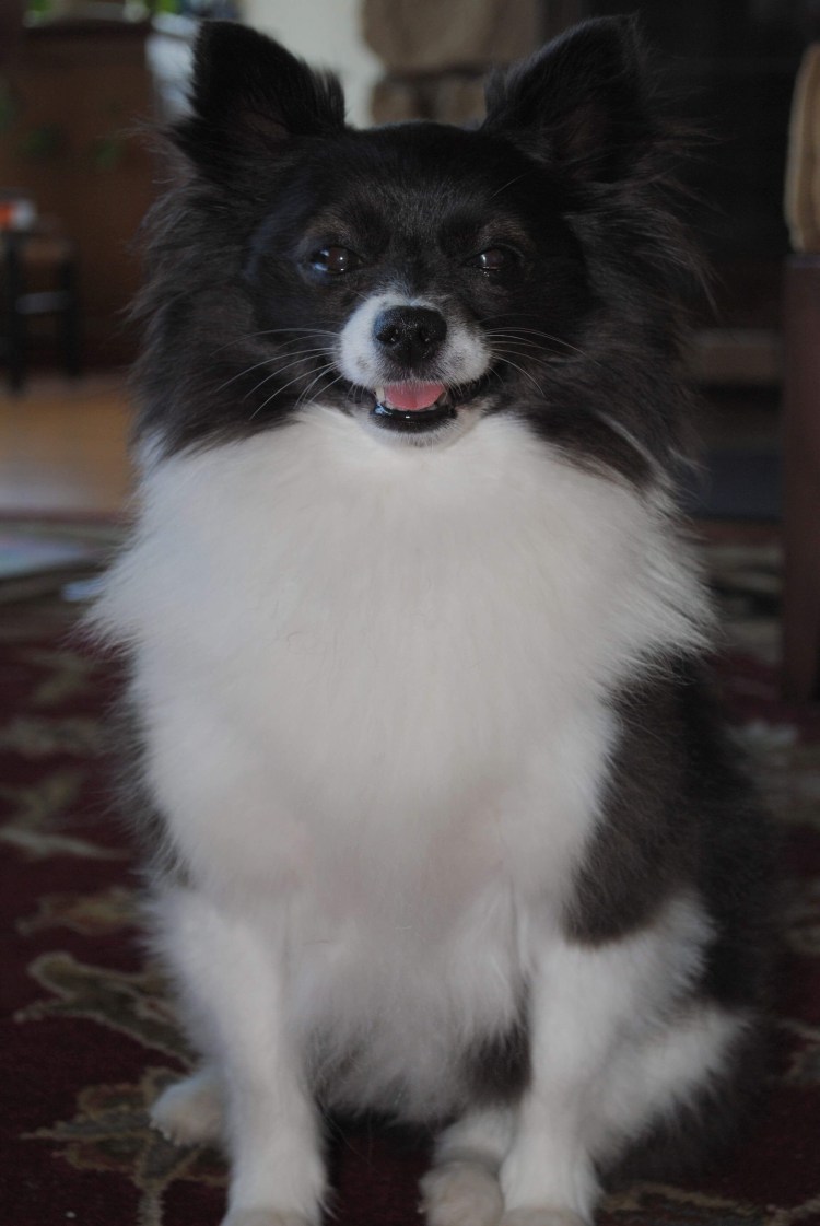 Помесь шпица и Болонки