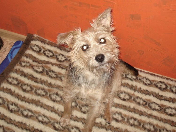 Помесь шпица и чихуахуа