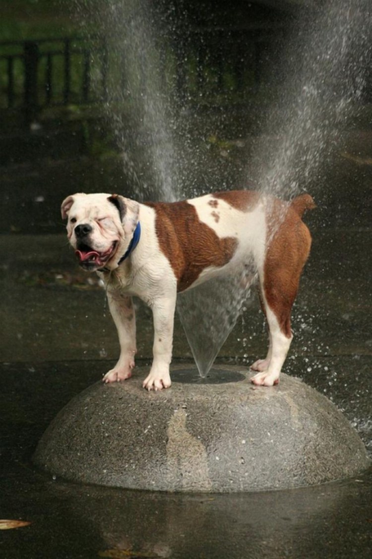 Бассейн для собак