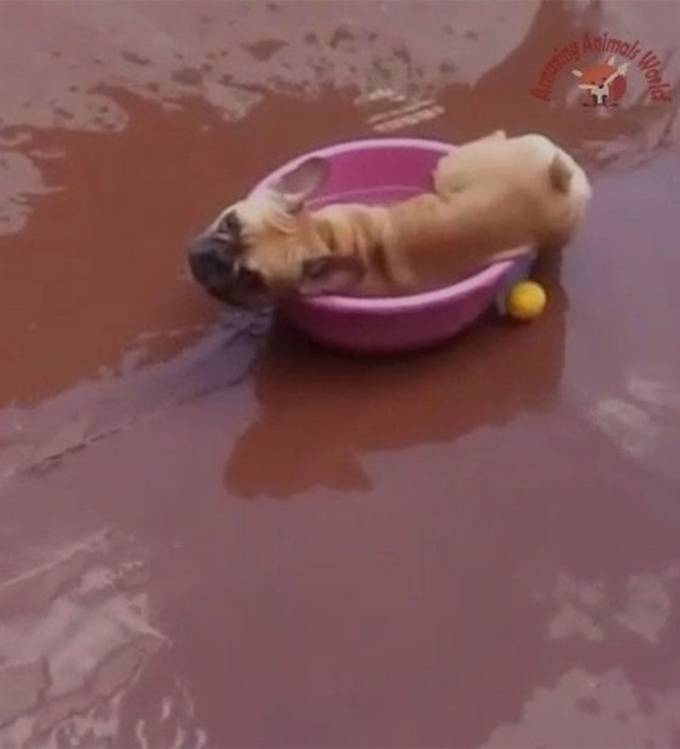 Поросенок в тазике