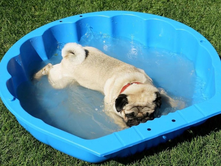 Собаке жарко