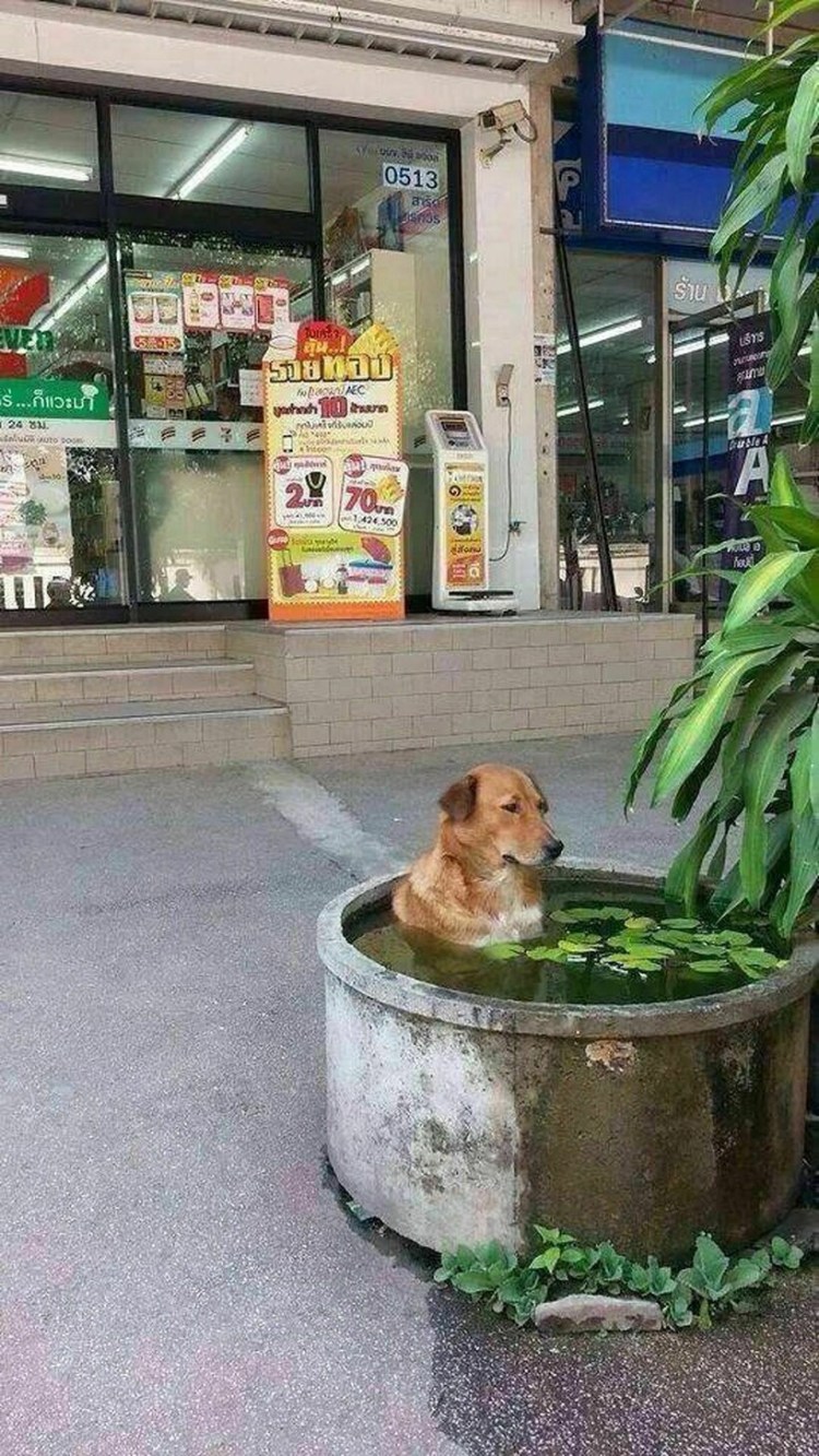 Купание собаки