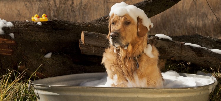 Собака купается