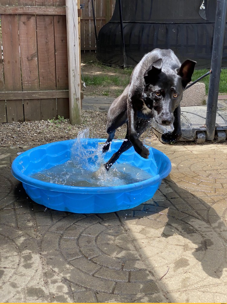 Корова в тазике