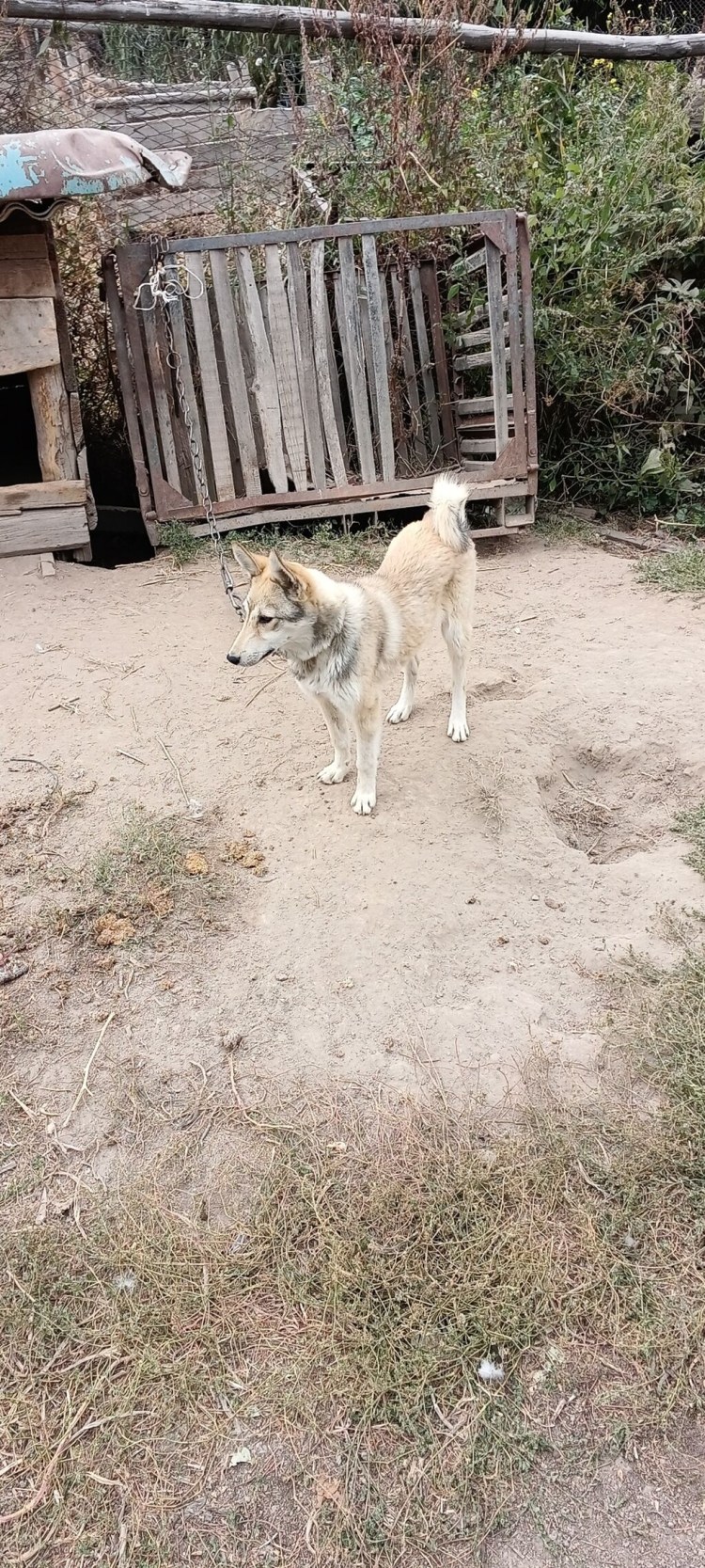 Карасики в тазике