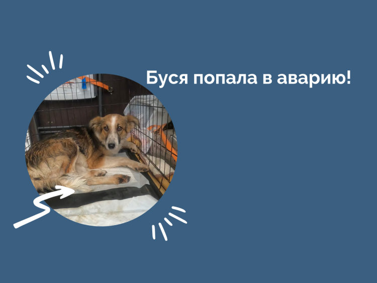 Животные в тазике