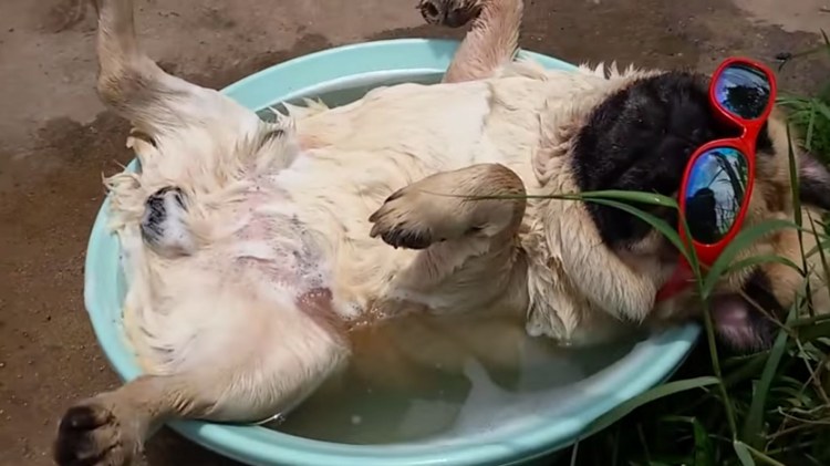 Тазы собака