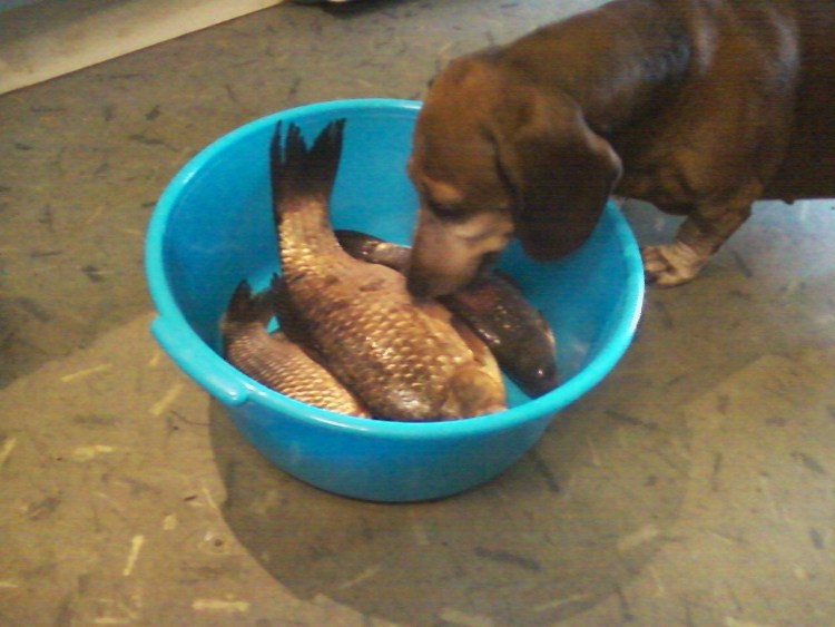 Ванна для животных