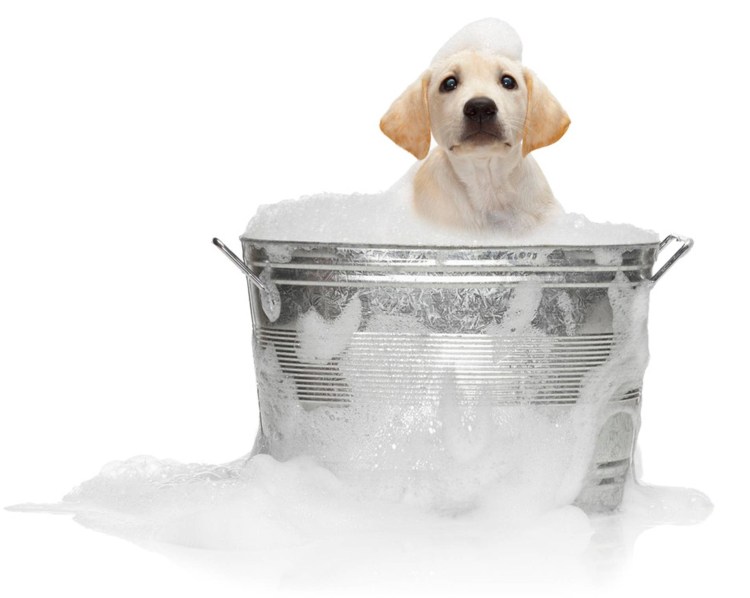 Собака в пене